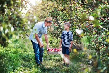 A senior grandfather with grandson carrying wooden box with apples in orchard. - HPIF30837