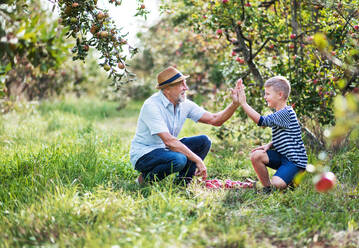 A senior man with small grandson picking apples in orchard in autumn, giving high five. - HPIF30838