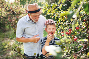 A senior man with small grandson picking apples in orchard in autumn. - HPIF30843