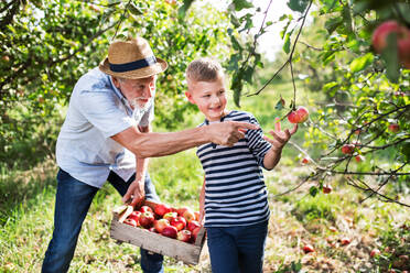 A senior man with small grandson picking apples in orchard in autumn. - HPIF30844