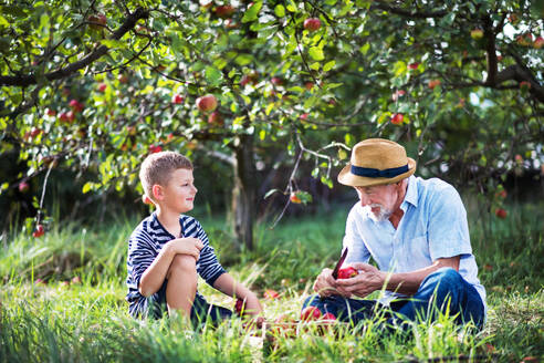 A senior grandfather with grandson sitting on grass in orchard, cutting apple with a knife. - HPIF30845