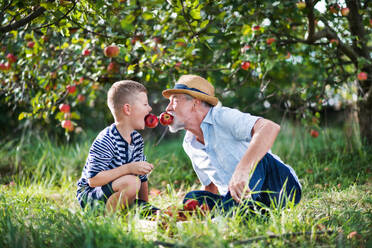 A senior man with small grandson having fun when picking apples in orchard in autumn. - HPIF30846