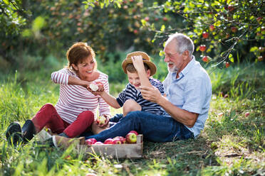 A senior couple with small grandson in apple orchard sitting on grass, eating apples. - HPIF30848