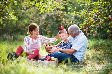 A senior couple with small grandson in apple orchard sitting on grass, having fun. - HPIF30849