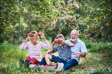 A senior couple with small grandson in apple orchard sitting on grass, having fun. - HPIF30851