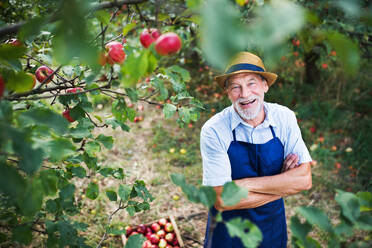 A senior man with a hat standing in apple orchard in autumn, arms crossed. - HPIF30852