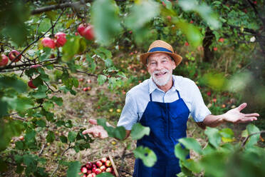 A senior man with a hat standing in apple orchard in autumn, throwing up arms. - HPIF30853