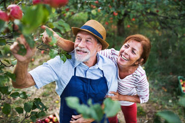 A happy senior couple picking apples in orchard in autumn. - HPIF30854