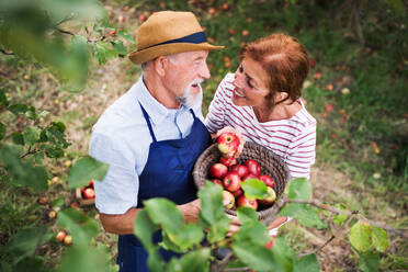 A happy senior couple picking apples in orchard in autumn. - HPIF30856