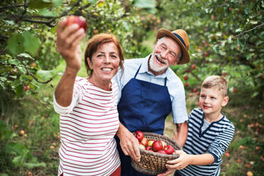 A senior couple with small grandson picking apples in orchard. - HPIF30857