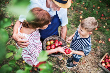 A top view of senior couple with small grandson picking apples in orchard. - HPIF30859