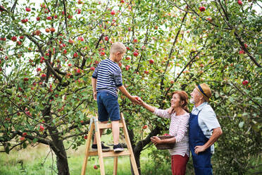 A small boy with his senior gradparents picking apples in orchard. - HPIF30861