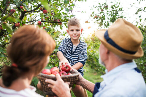 An unrecognizable senior couple with small grandson picking apples in orchard. - HPIF30862