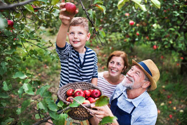A top view of senior couple with small grandson picking apples in orchard. - HPIF30864