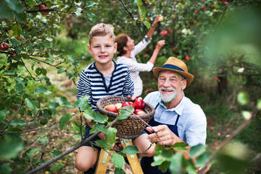 A small boy with his senior gradparents picking apples in orchard. - HPIF30865