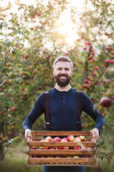 A happy mature man standing in orchard in autumn, holding a box full of apples. - HPIF30866