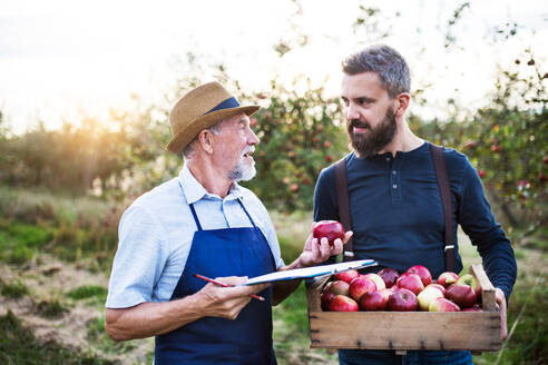 A senior man with adult son picking apples in orchard in autumn, checking quality. - HPIF30867