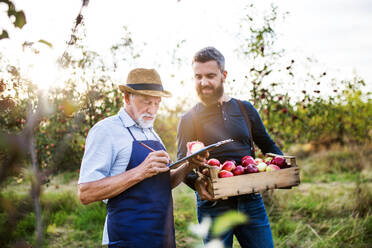 A senior man with adult son picking apples in orchard in autumn, checking quality. - HPIF30868