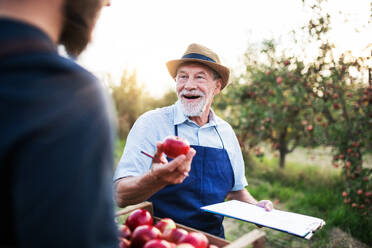 A senior man with unrecognizable son picking apples in orchard in autumn. - HPIF30869