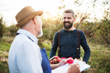 A senior man with adult son picking apples in orchard in autumn, checking quality. - HPIF30870