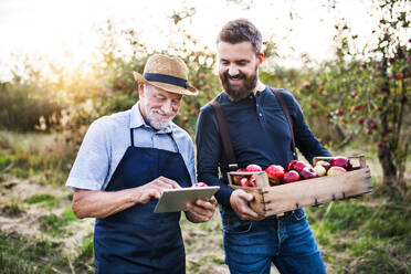 A senior man with tablet and adult son with box full of apples standing in orchard in autumn at sunset, checking quality. - HPIF30871