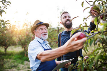 A senior man with tablet and adult son standing in apple orchard in autumn at sunset, checking quality. - HPIF30872