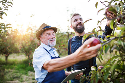 A senior man with tablet and adult son standing in apple orchard in autumn at sunset, checking quality. - HPIF30872