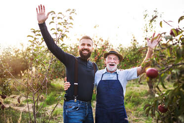 A happy senior man and adult son standing arm in arm in apple orchard in autumn. - HPIF30874