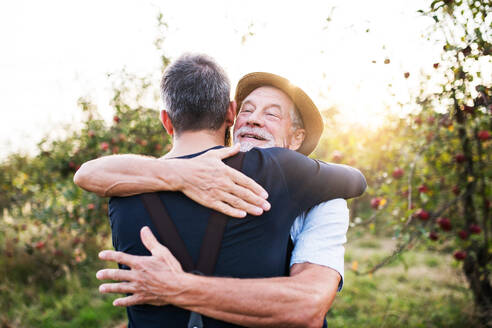 A happy senior man and adult son standing in apple orchard in autumn, hugging. - HPIF30875