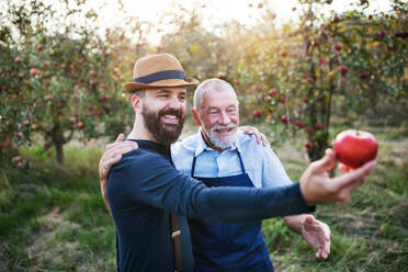 A senior man and adult son standing in orchard in autumn, holding an apple and checking quality. - HPIF30878