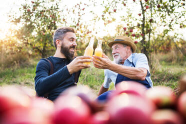 A senior man with adult son holding bottles with cider in apple orchard in autumn at sunset. - HPIF30879