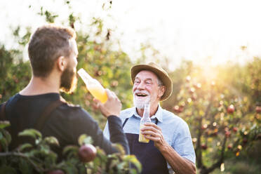 A senior man with adult son holding bottles with cider in apple orchard in autumn at sunset. - HPIF30880