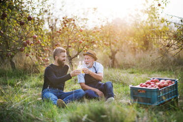 A senior man with adult son holding bottles with cider in apple orchard in autumn at sunset. - HPIF30883