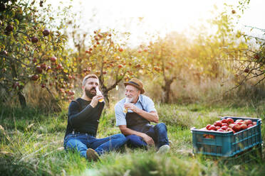 A senior man with adult son drinking cider in apple orchard in autumn at sunset. - HPIF30884