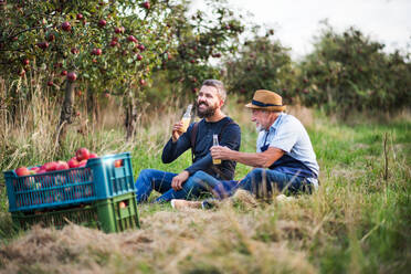 A senior man with adult son drinking cider in apple orchard in autumn at sunset. - HPIF30885