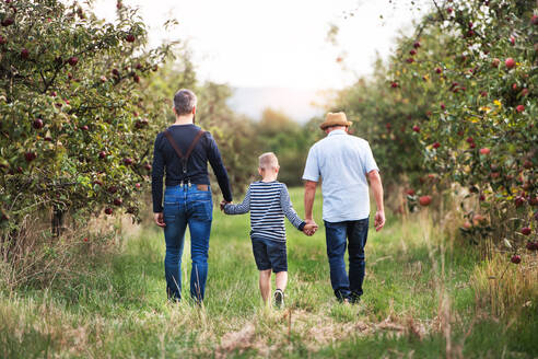 A rear view of small boy with father and senior grandfather walking in apple orchard in autumn, holding hands. - HPIF30888