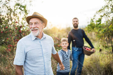 A small boy with father and senior grandfather walking in apple orchard in autumn, holding hands. - HPIF30894