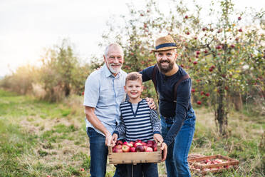 Small boy with father and grandfather standing in orchard in autumn, holding a box of apples. - HPIF30898