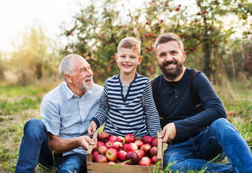 A small boy with father and senior grandfather with box of apples sitting on the ground in orchard in autumn. - HPIF30899