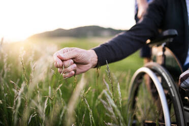 A hand of a senior man in wheelchair holding grass flower. An unrecognizable adult son with his father on a walk in nature at sunset. Close up. - HPIF30956