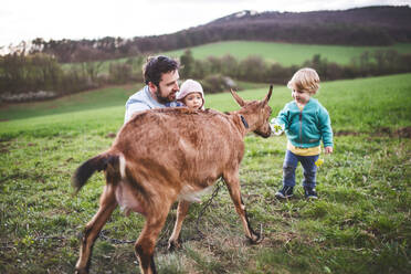 A father and his toddler children with an animal outside in spring nature. A little boy and a girl looking at a brown goat. - HPIF30981