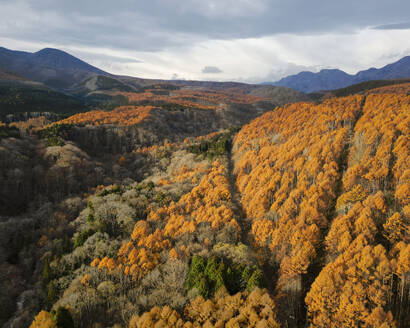 Aerial view of a road through a forest of yellow leaves' trees surrounding Mount Kurohime during koyo season, Nagano, Japan. - AAEF18206