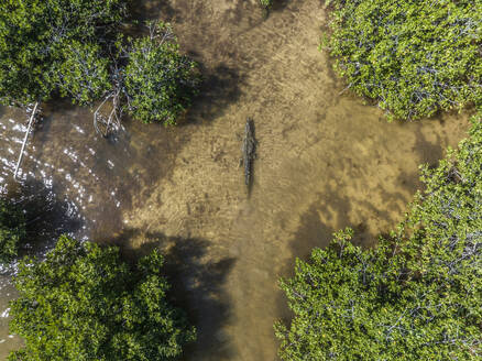 Aerial view of a crocodile at Cayo Centro small island, Biosfera Natural Reserve, Quintana Roo, Mexico. - AAEF18275