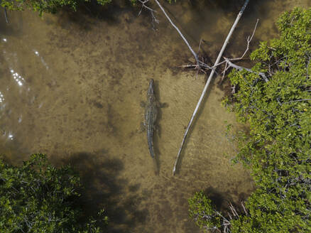 Aerial view of a crocodile at Cayo Centro small island, Biosfera Natural Reserve, Quintana Roo, Mexico. - AAEF18276