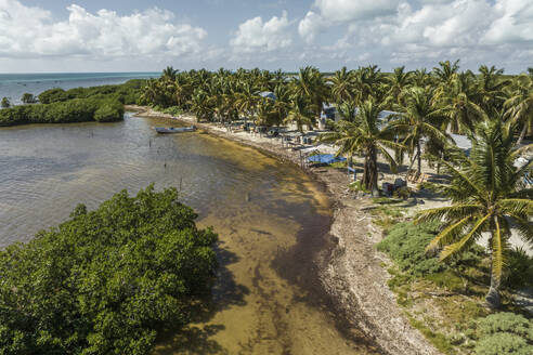 Aerial view of a crocodile along the coast at Cayo Centro small island, Biosfera Natural Reserve, Quintana Roo, Mexico. - AAEF18277