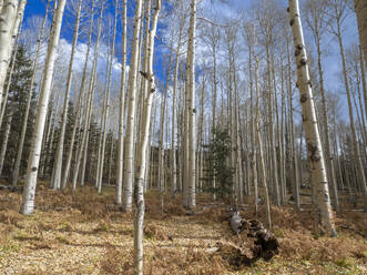 A grove of trembling aspens (Populus tremuloides), in fall coloration near Snowbowl, Flagstaff, Arizona, United States of America, North America - RHPLF24158
