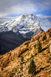 Autumn trees on mountain ridge with the snowy Monte Disgrazia in the backdrop, Valmalenco, Valtellina, Lombardy, Italy, Europe - RHPLF24187