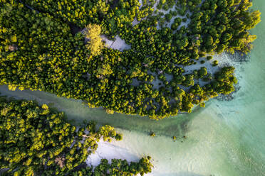 Aerial view of lush mangrove forest in the tropical lagoon, Pingwe, Chwaka Bay, Zanzibar, Tanzania, East Africa, Africa - RHPLF24200