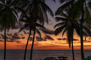 Tropical sunrise sky over silhouettes of palm trees and moored boats, Jambiani, Zanzibar, Tanzania, East Africa, Africa - RHPLF24205