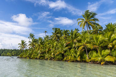 Palm tree grove right at the lagoon, Cocos (Keeling) Islands, Australian Indian Ocean Territory, Australia, Indian Ocean - RHPLF24298